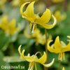 Kandík pagoda Erythronium pagoda 3