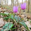 Kandík psí zub Erythronium dens canis 4