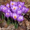 fialovy krokus barrs purple 2