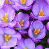 fialovy krokus barrs purple 3