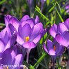 fialovy krokus barrs purple 5