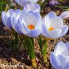 blede modry krokus Blue Pearl 2