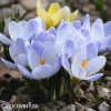 blede modry krokus Blue Pearl 4