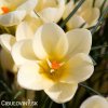 svetle zluty krokus cream beauty 5