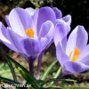 Krokus Grand maitre large flowering 5