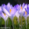 fialovy krokus lilac beauty 3
