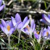 fialovy krokus lilac beauty 8