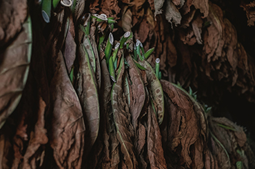 Jaké jsou oblasti pěstování doutníkového tabáku?