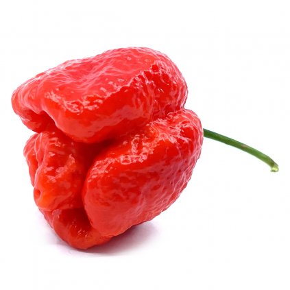 Trinidad Moruga Scorpion- Planta