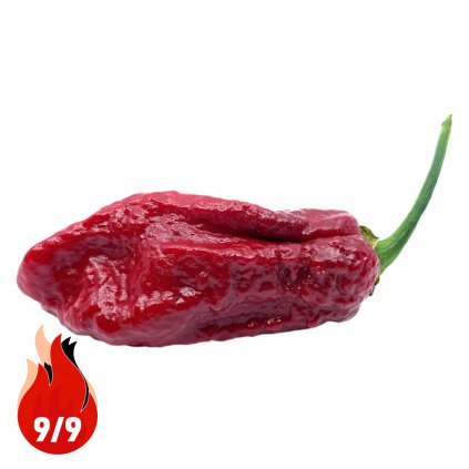 Brown Bhutlah - Planta