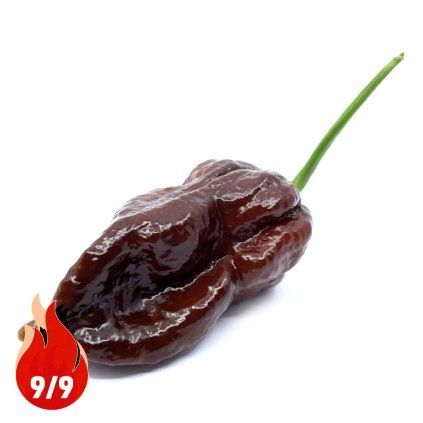 CHOCOLATE BHUTLAH 9P