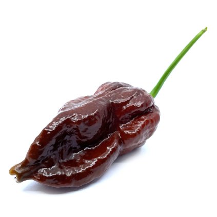 Chocolate Bhutlah - Planta