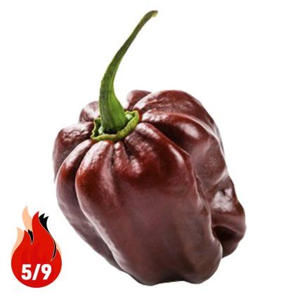 HABANERO CHOCOLATE 5P