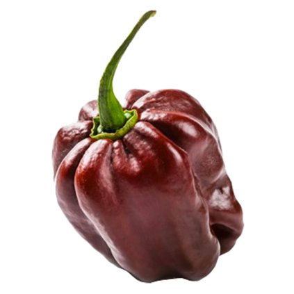 Habanero Chocholate - Planta