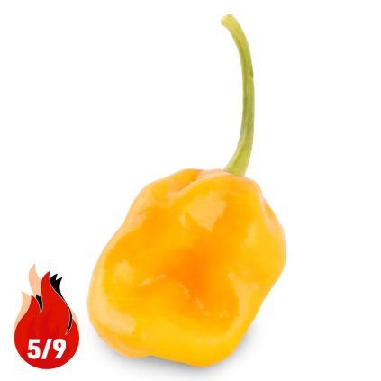 Habanero Bonda Ma Jacques - Planta