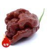 TRINIDAD MORUGA SCORPION CHOCOLATE 9P