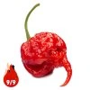 Carolina Reaper - Planta