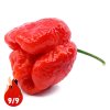 Trinidad Moruga Scorpion- Planta