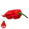 Bhut Jolokia Red- Planta