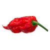 Bhut Jolokia Red- Planta