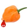 Habanero Orange - Planta