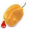 HABANERO YELLOW 5P