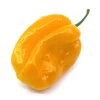 Habanero Yellow - Planta