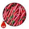 Cayenne Pepper Red - Planta