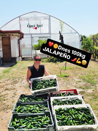 100 kg Jalapeña. 🌶️ Tretí zber je za nami. 35 °C, ale ideme rovno na spracovanie. 💪 Naše chilli produkty nájdete na 👉...