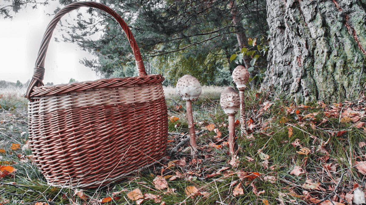 Sezóna hub v plném proudu: tipy na dárky pro houbaře 2025