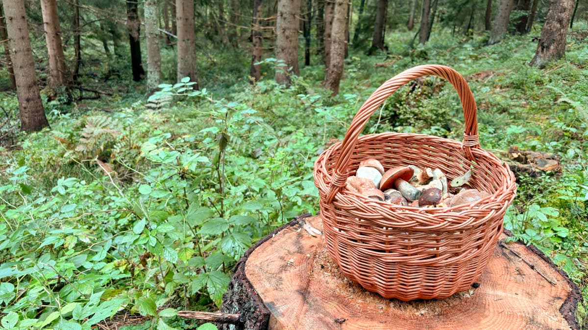 Proč si pořídit proutěný košík na houby – 10 důvodů, proč se vyplatí