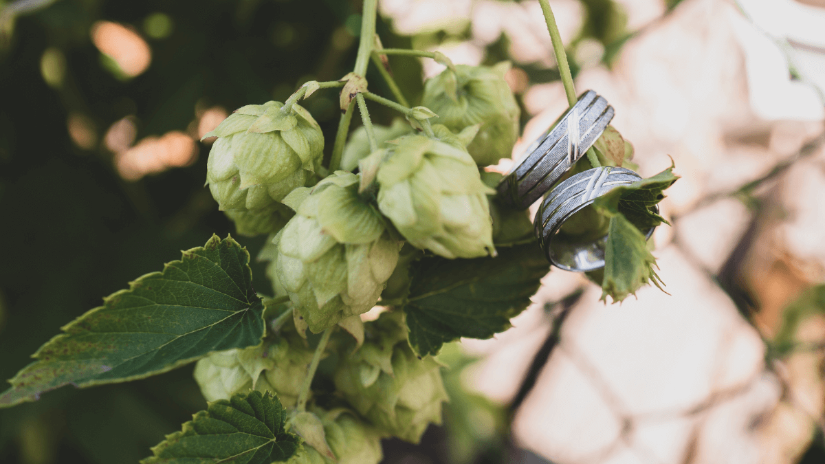 Chcete originální svatbu? Hitem roku je svatba v pivovaru