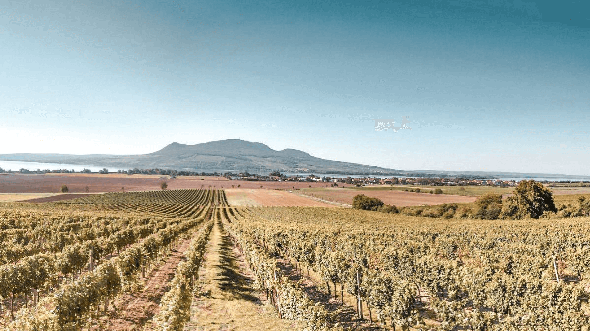 Svatba ve vinařství – dokonalé místo pro svatební den