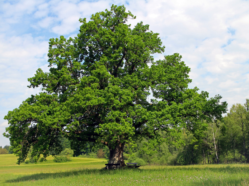 Miniseriál - Ochranné symboly v šperkoch - Strom