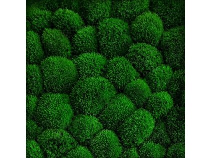 tmavy kopeckovy mech