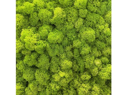 Sobí mech (polarmoss)