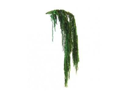 Amaranthus - stabilizované rostliny
