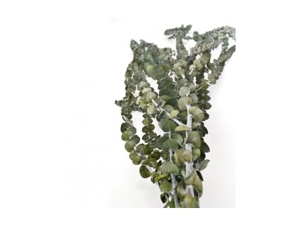 Baby blue – eukalyptus