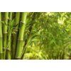 bamboo Depositphotos 35230007 XL