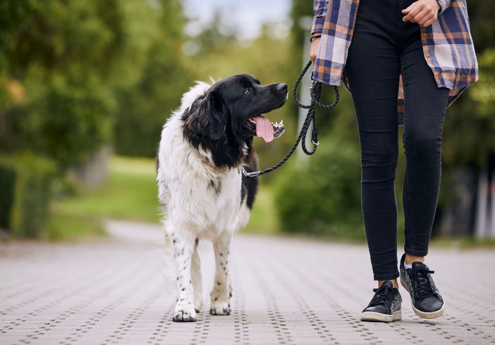 Jak správně vybrat přepínací vodítko PafDog®?