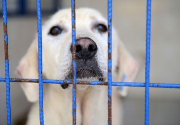 Pejsek z útulku – naše zkušenosti a průvodce prvními dny v novém domově