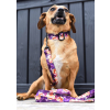 Dizajnové vodítko PafDog®, 5 dĺžok, vzor PURPLE SPRING