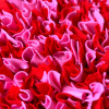 čmuchací kobereček červeno růžový 1