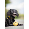 děrovaný gumový míček s rolničkou pro slepé psy 3