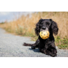 děrovaný gumový míček s rolničkou pro slepé psy 2