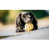 děrovaný gumový míček s rolničkou pro slepé psy 4