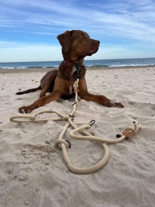 Naše vodítko Adventure vyjelo poznávat svět s @dobro_volni_tulaci 🐶🚐🇪🇸🇫🇷🇵🇹 Takže pokud vás baví sledovat cestování se 🐶...