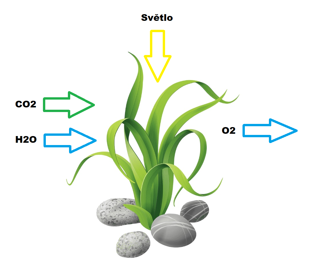 Význam CO2 pro růst a vitalitu akvarijních rostlin