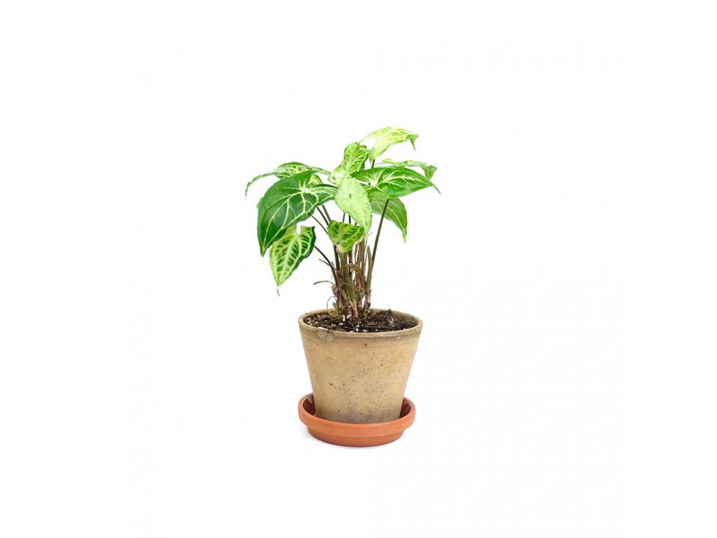 Pokojova rostlina Syngonium Batik baby e shop Coasy 1