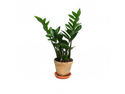 Pokojova rostlina Zamioculcas Zamiifolia e shop Coasy 1